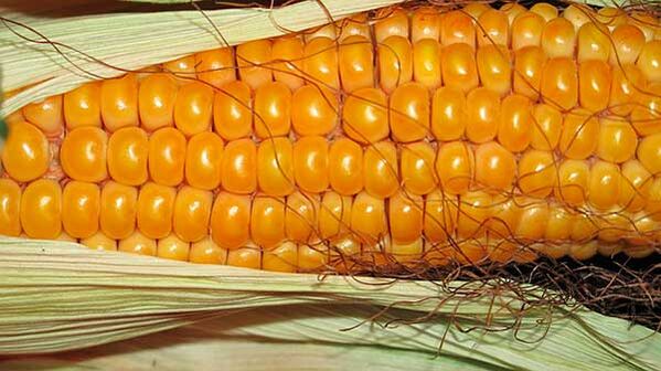 Keto diyetinde ne yememeli